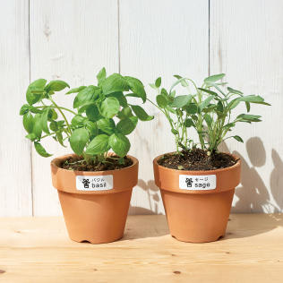 植木の種類をラベルで分かりやすく